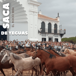 LA SACA DE LAS YEGUAS, UN ESPECTÁCULO QUE NO DEBES PERDERTE LA SACA DE LAS YEGUAS, UN ESPECTÁCULO QUE NO DEBES PERDERTE