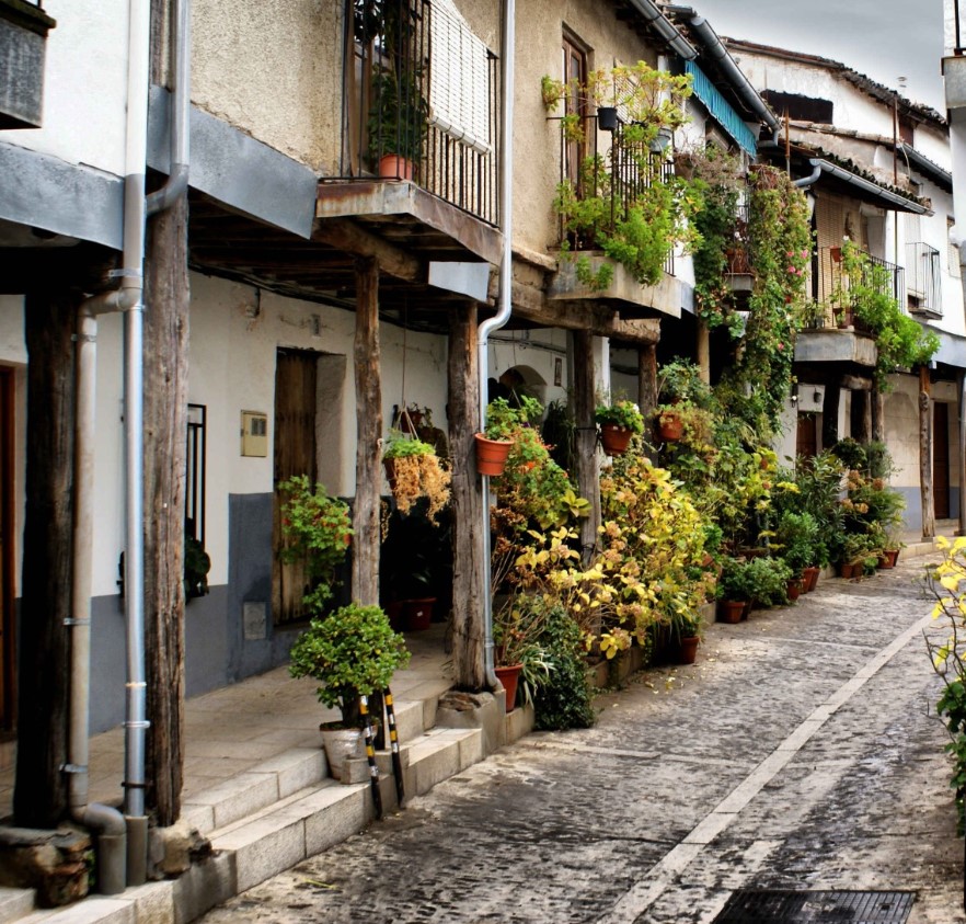 Calle de las Flores-Guadalupe