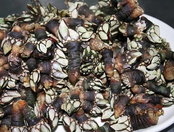 Percebes