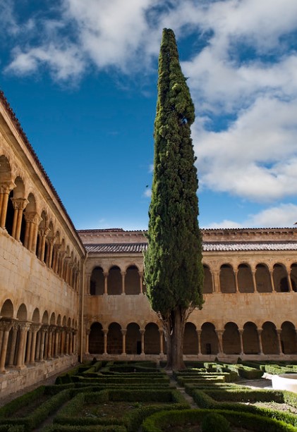 Ciprés de Silos