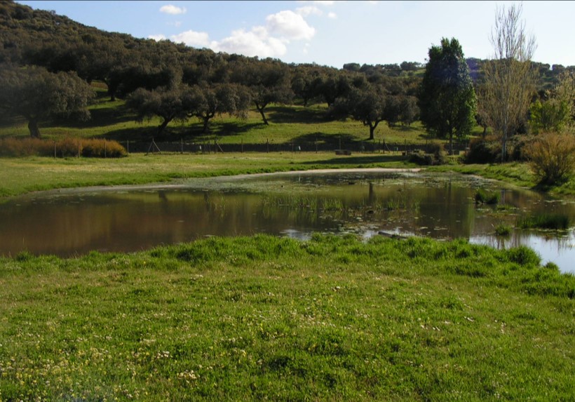 Pantaneta