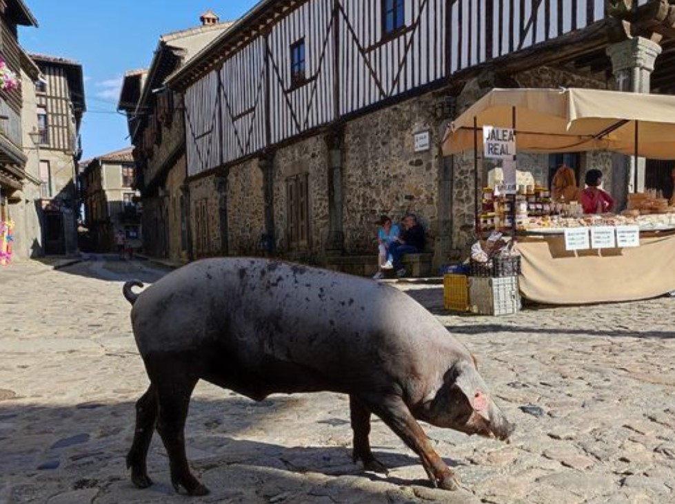 Marrano de San Antón 2