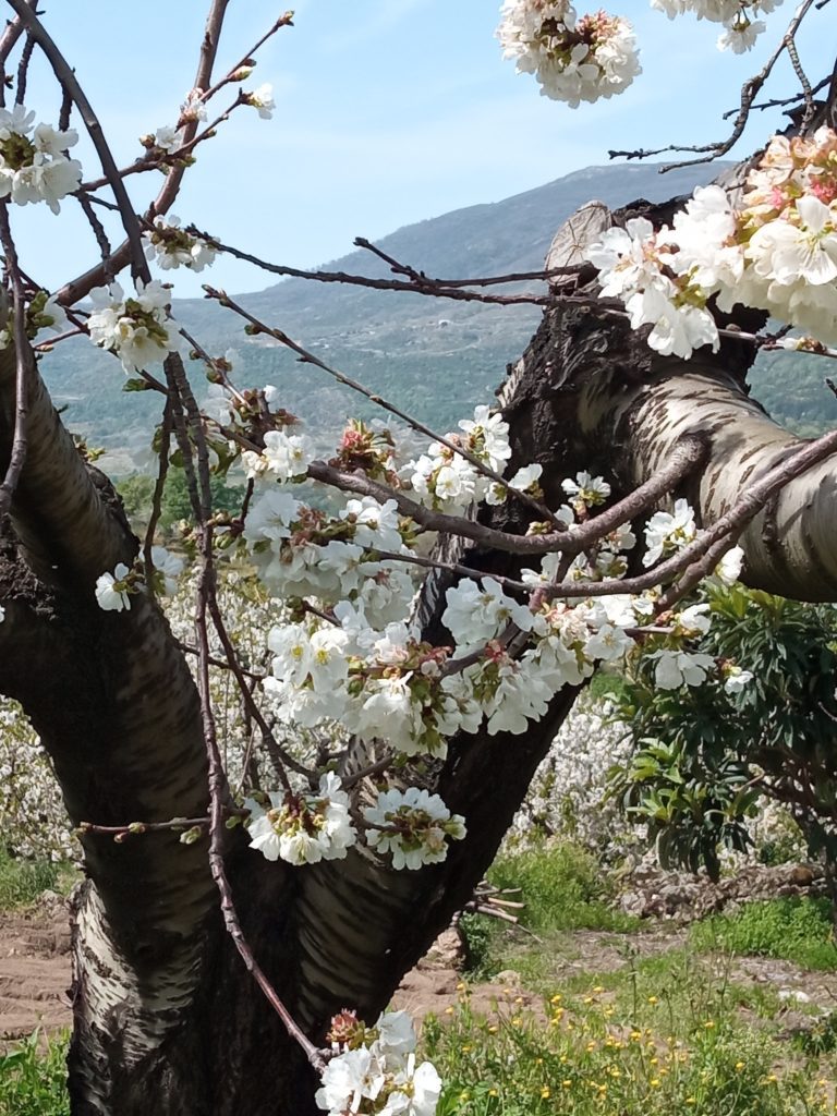 Cerezos en el Jerte