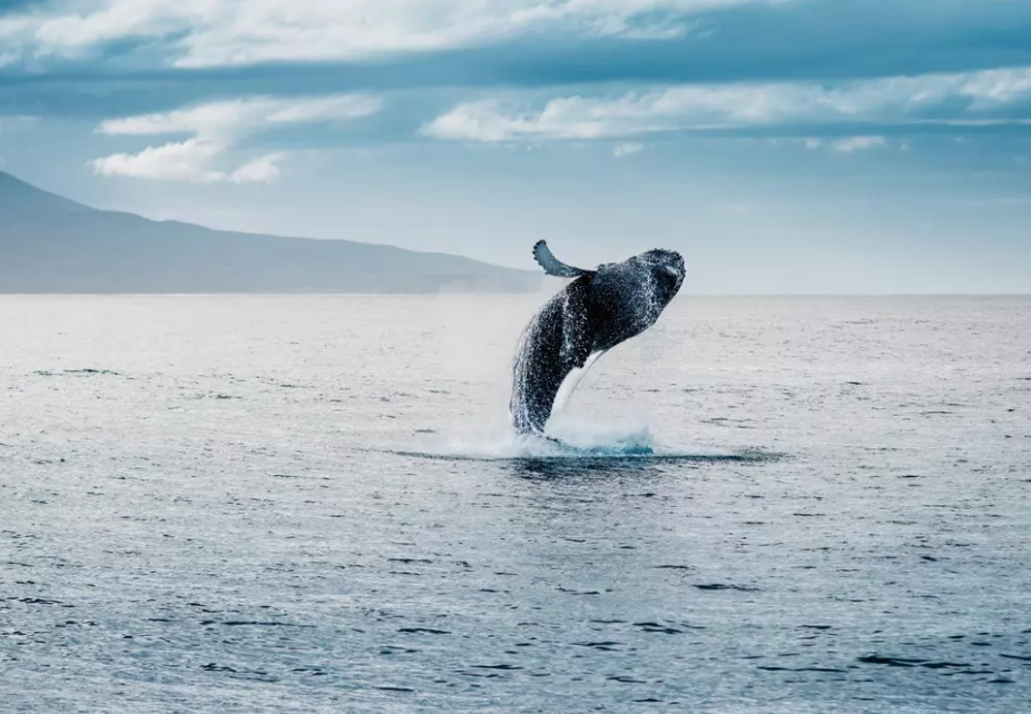 Avistamiento de ballenas