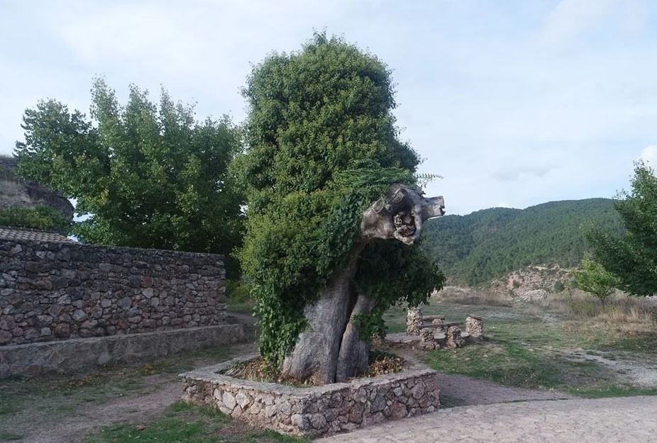 Olmo de Riópar 1