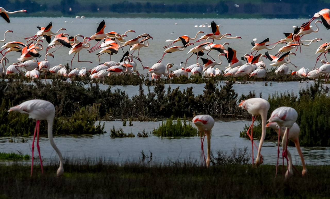Laguna Fuente de Piedra